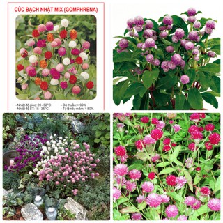 Hạt giống hoa bách nhật mix