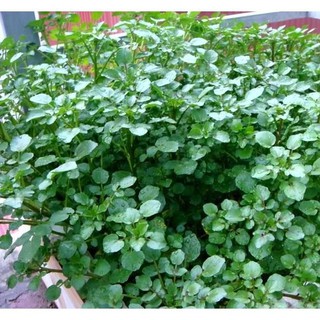 [SIÊU RẺ]Hạt Giống Rau Cải Xoong Ngọt