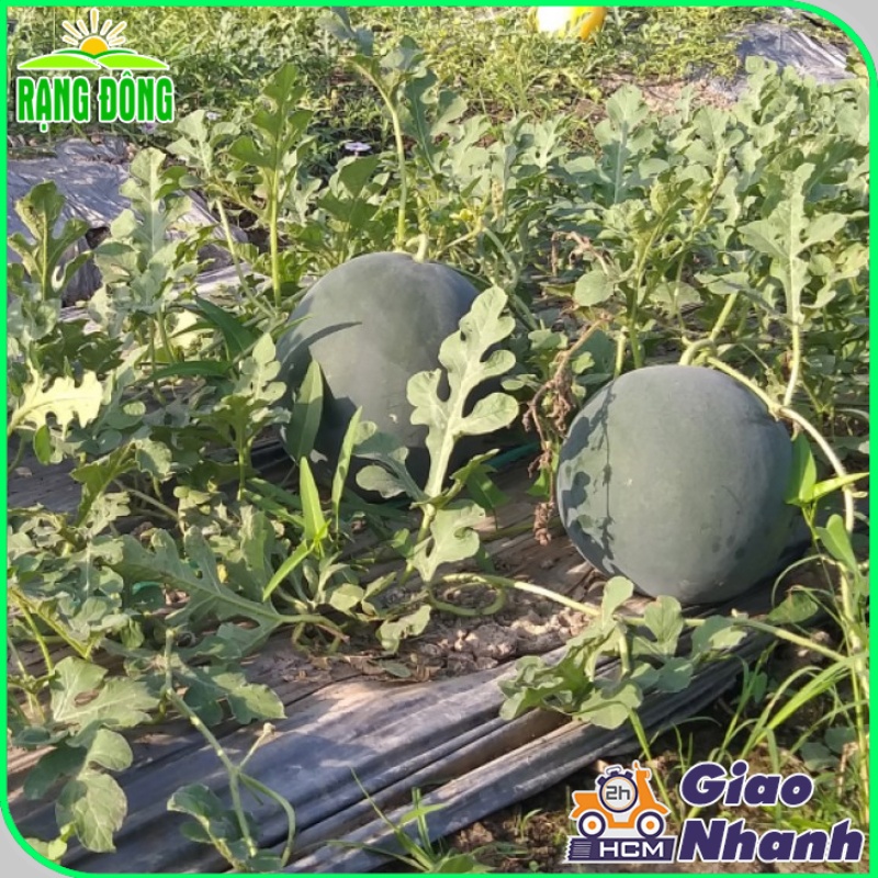 Hạt giống Dưa Hấu Trái Tròn nặng 8-10 Kg, ruột đỏ, trồng quanh năm (gói 0,5 gr) - Hạt giống Rạng Đông