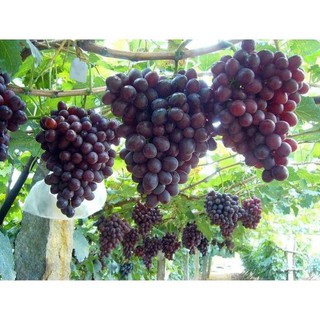CÂY GIỐNG NHO HẠ ĐEN KHÔNG HẠT DK-01 - Quả ngon, năng suất cao