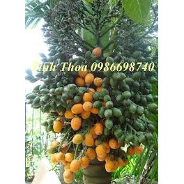 CÂY GIÔNG CAU LÙN CHUẨN CAU  TỨ  QUÝ