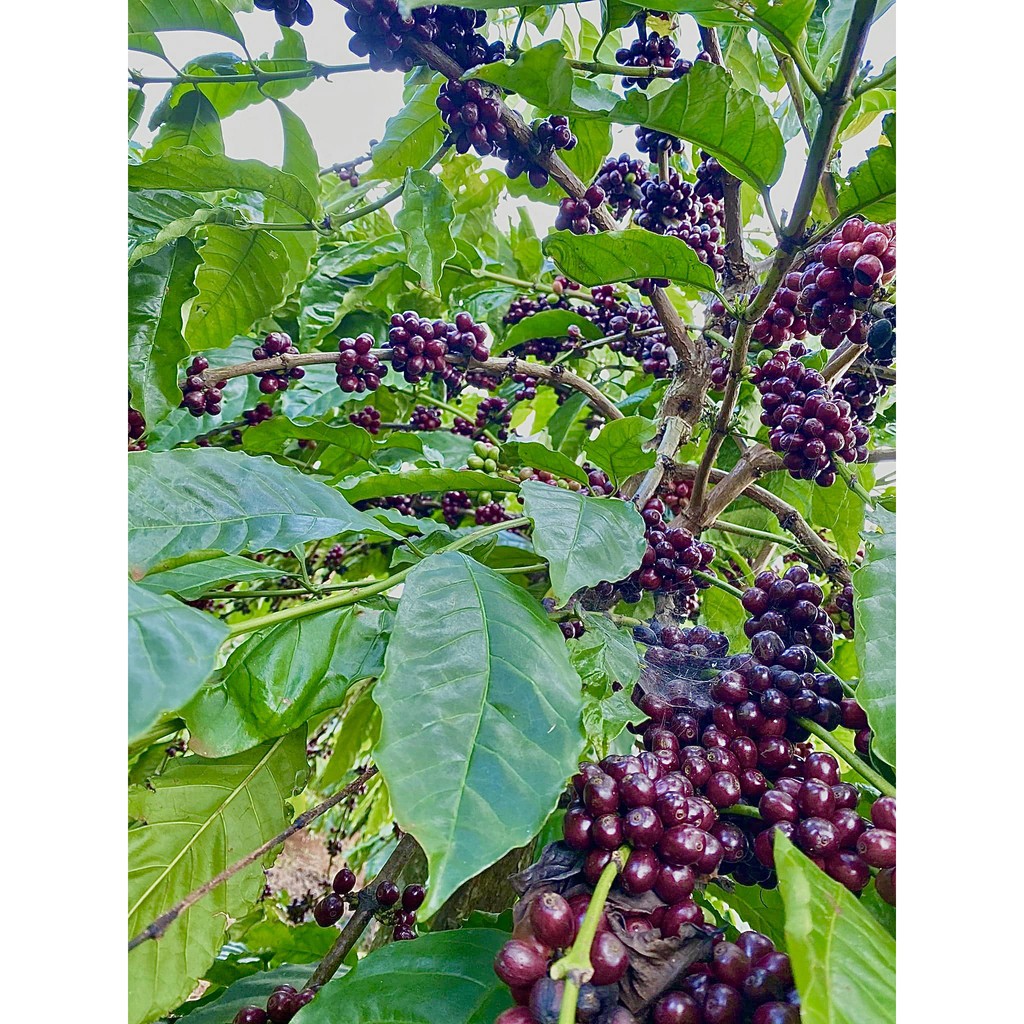 Cà phê nguyên chất - Fine Robusta Anaerobic Việt Nam -  250gr Rang Xay | BigBuy360 - bigbuy360.vn