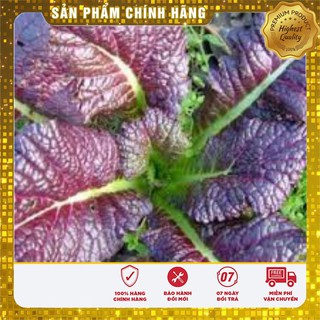 Hạt giống cải canh lá đỏ