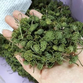 Nụ hoa tam thất
