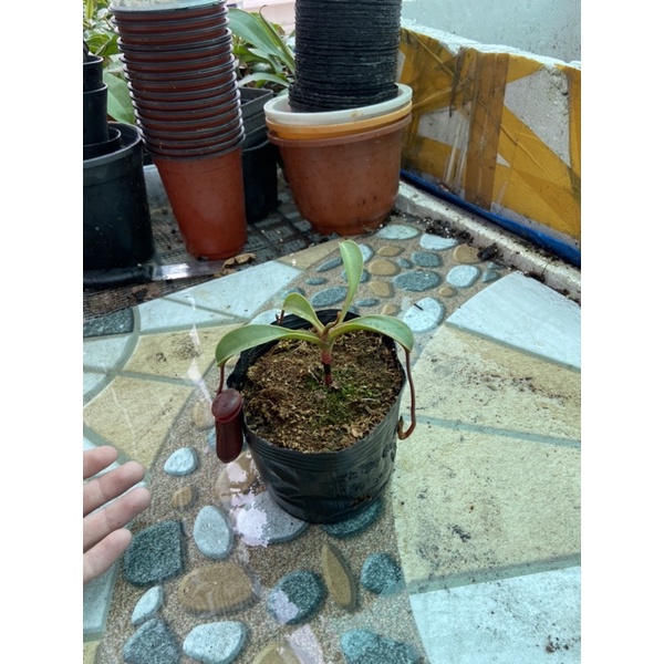 Nắp ấm lowii x ventricosa , nepenthes lowii x ventricosa