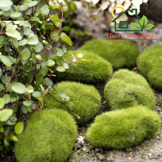 TT103- RÊU HÒN ĐÁ - size 3cm, 6cm, 8cm Có thể sử dụng trong môi trường nước, dùng trang trí tiểu cảnh