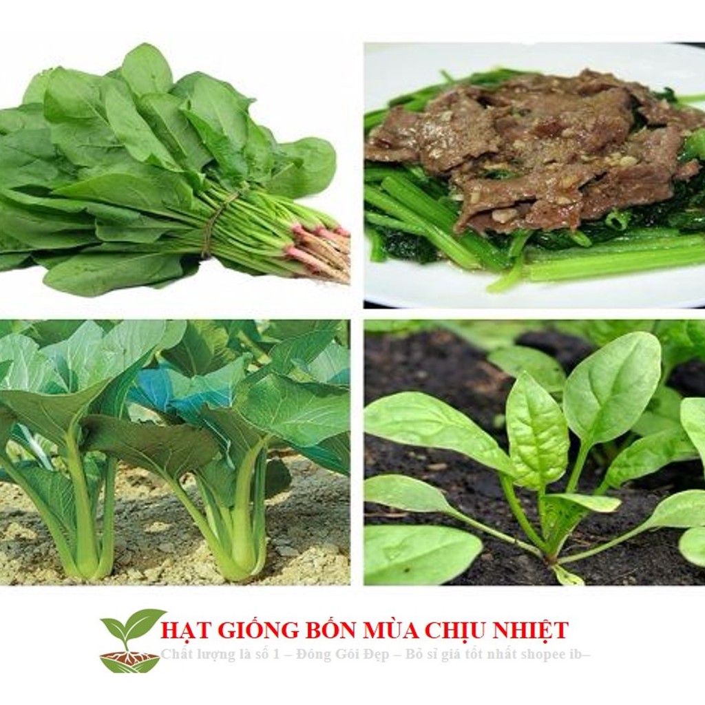 GÓI 100 HẠT GIỐNG CẢI BÓ XÔI 10g Hạt Giống Cải Bó Xôi - Chịu Nhiệt, Dễ Trồng (Spinacia oleracea) Rau Chân Vịt