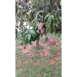 Giống Xoài Tím trồng chậu