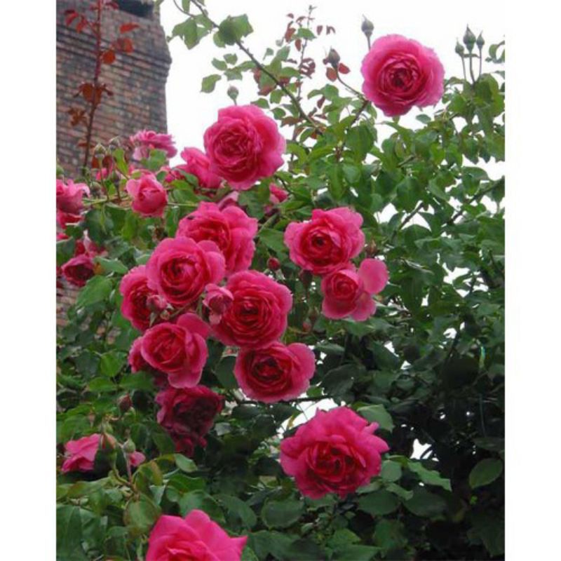 CHẾ PHẨM  VUA (đặc trị: rệp sáp, nhện đỏ,trĩ)