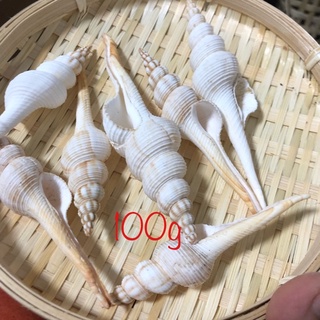 Vỏ ốc trang trí, vỏ ốc tháp trắng