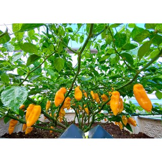 [Hạt Giống Mỹ] Ớt Siêu Cay Habanero Vàng (Gói lẻ 10 hạt)