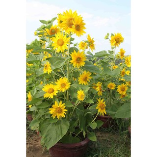 Hạt Giống Hoa Hướng Dương Cao Hoa Nhiều Và To  10 Hạt
