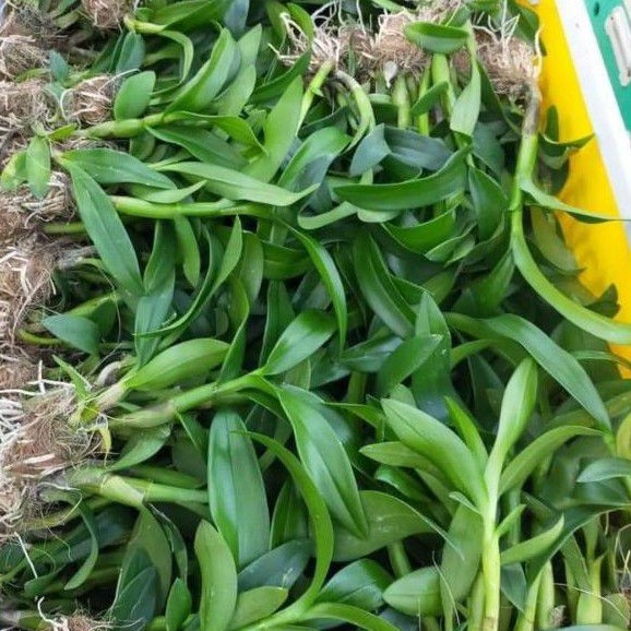 Lan Dendro Sonia hoa nở tết