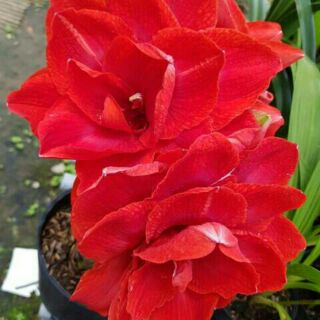 Củ lan huệ double dragon