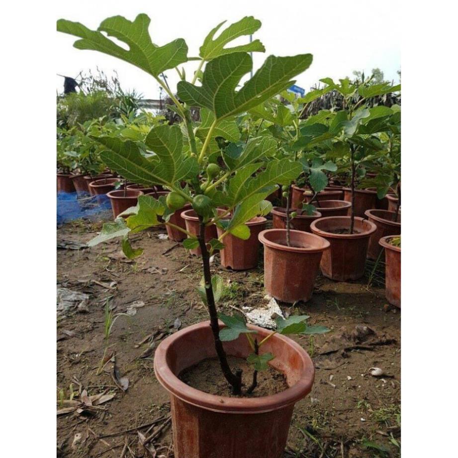 Cây Giống Sung Mỹ Cdd Negra