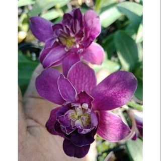 Denro hoa hồng tím blue