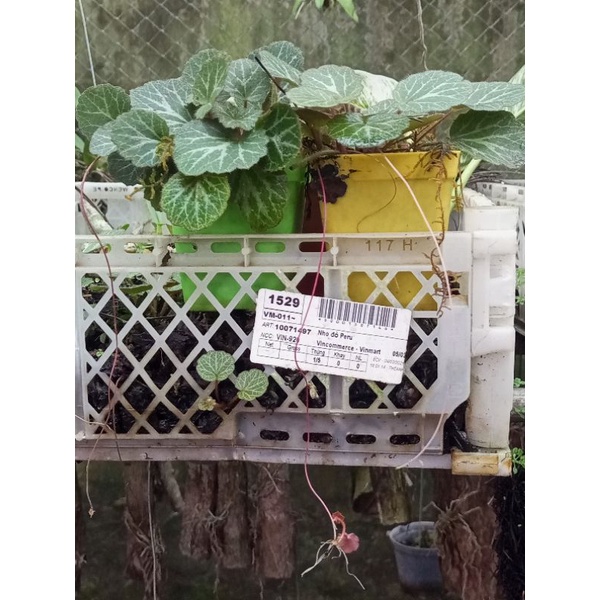 Cây Tai hùm, Saxifraga stolonifera, Strawberry Begonia,chuông san hô Việt thích hợp bán cạn, tiểu cảnh