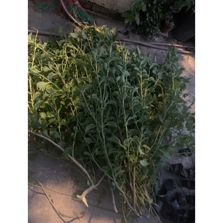 cây đuôi chuột khô