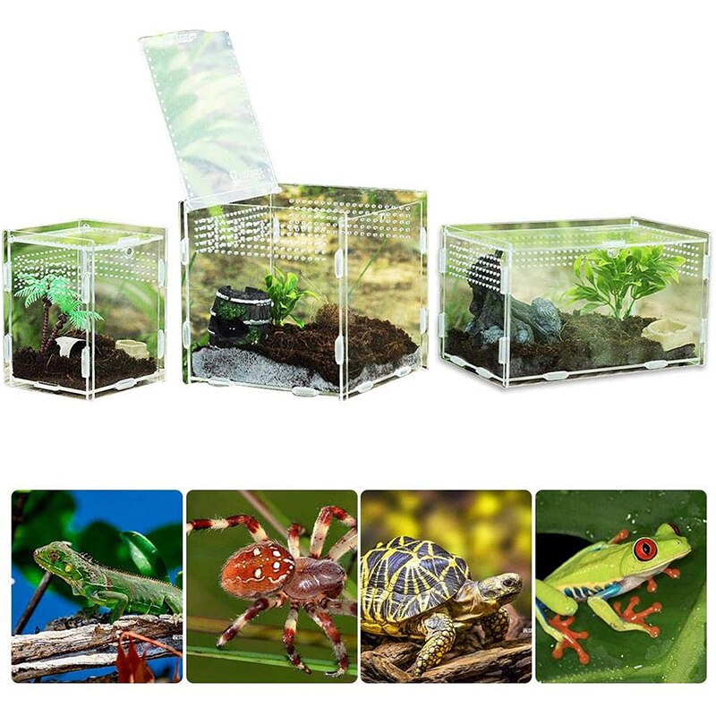 Thùng Nuôi Bò Sát / Bò Sát / Thằn Lằn Trong Suốt