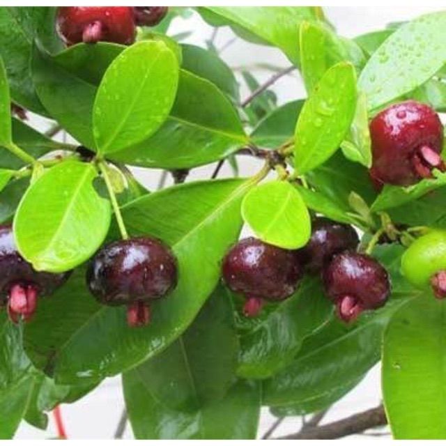 Cây cherry brazil siêu đẹp