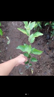 CÂY TÁO ĐỎ LÙN