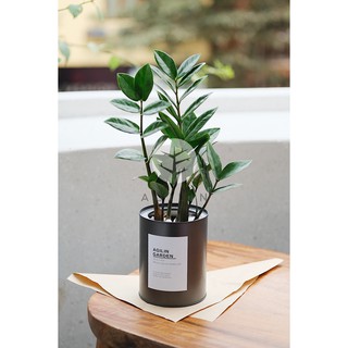 Cây kim tiền trồng trong chậu Alumi cao - Giá rẻ nhất - Cây cảnh rẻ đẹp