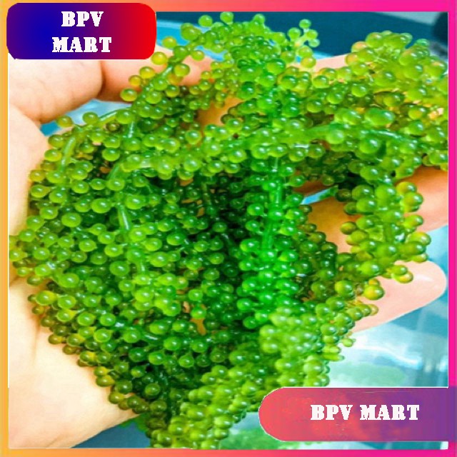 Rong Nho Tách Nước Khánh Hoà 25Gr - [FREESHIP] - Công Nghệ Tách Nước Tiêu Chuẩn Nhật Bản | BigBuy360 - bigbuy360.vn