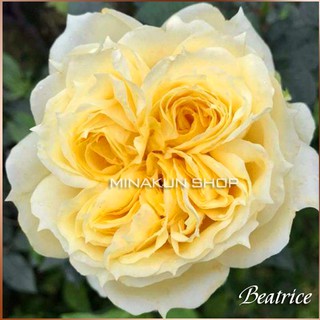 Hoa hồng ngoại Beatrice cực đẹp MinaKun Shop