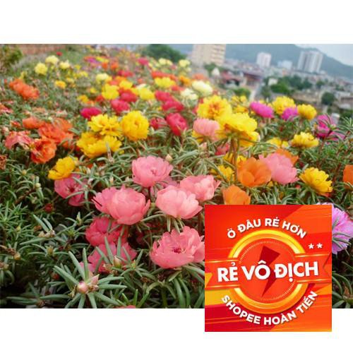 200h hạt giống hoa mười giờ kép Mỹ-Mix nhiều màu ( Portulaca ) TRỢ GIÁ