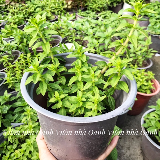 [ Ship Hỏa Tốc] Chậu rau om- Cây rau gia vị vườn nhà