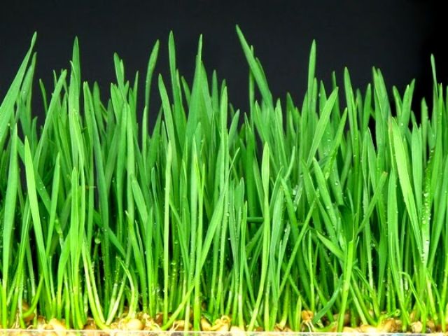 Mầm lúa mạch Phú Nông-100g