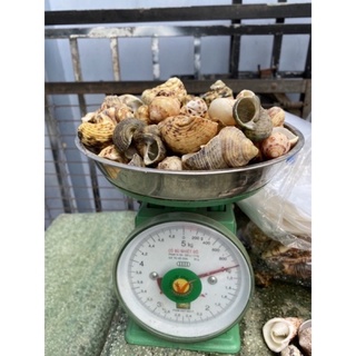 1KG VỎ ỐC SÒ ĐỂ LỌC NƯỚC