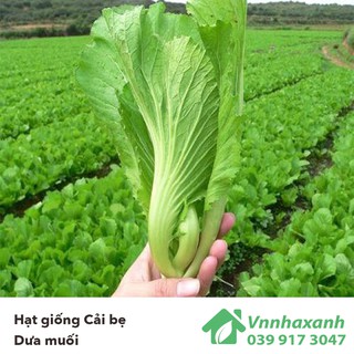 Hạt giống Cải bẹ dưa Rado 673 20g
