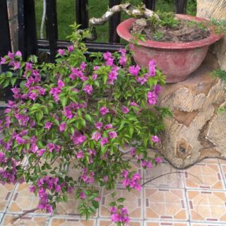 Cây hoa giấy Vạn Hoa Lầu...