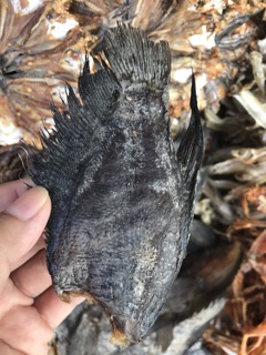 Khô lóc long an 250k/kg