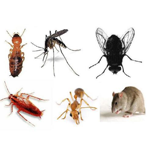 Thuốc Diệt côn trùng Ruồi, Muỗi,Kiến, Gián Fendona 10SC chai 50ml