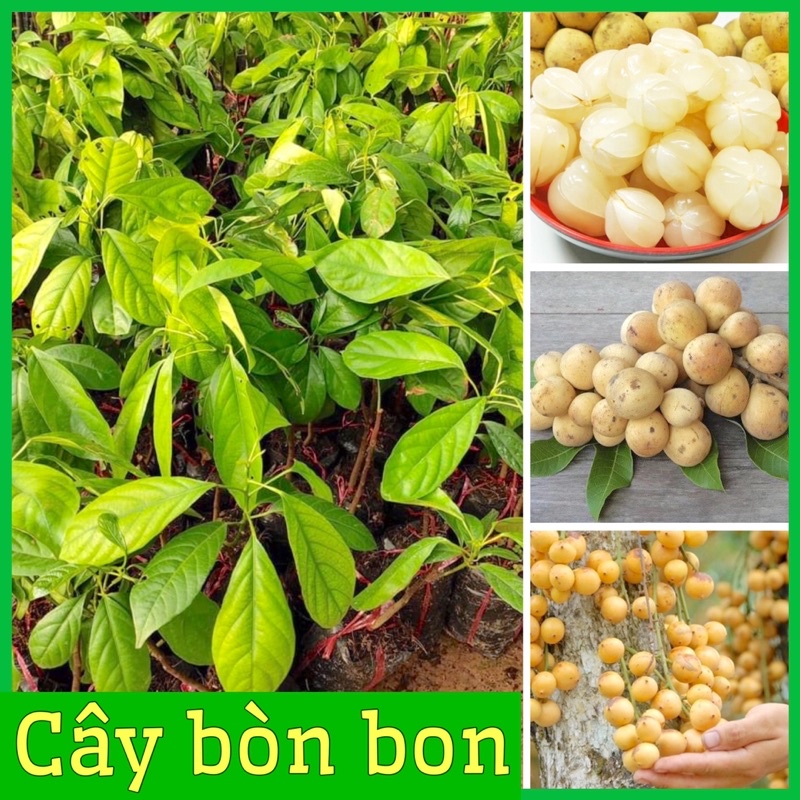 Cây bòn bon (dâu da đất ) ghép cành cao 40-70 cm 1 năm ra quả