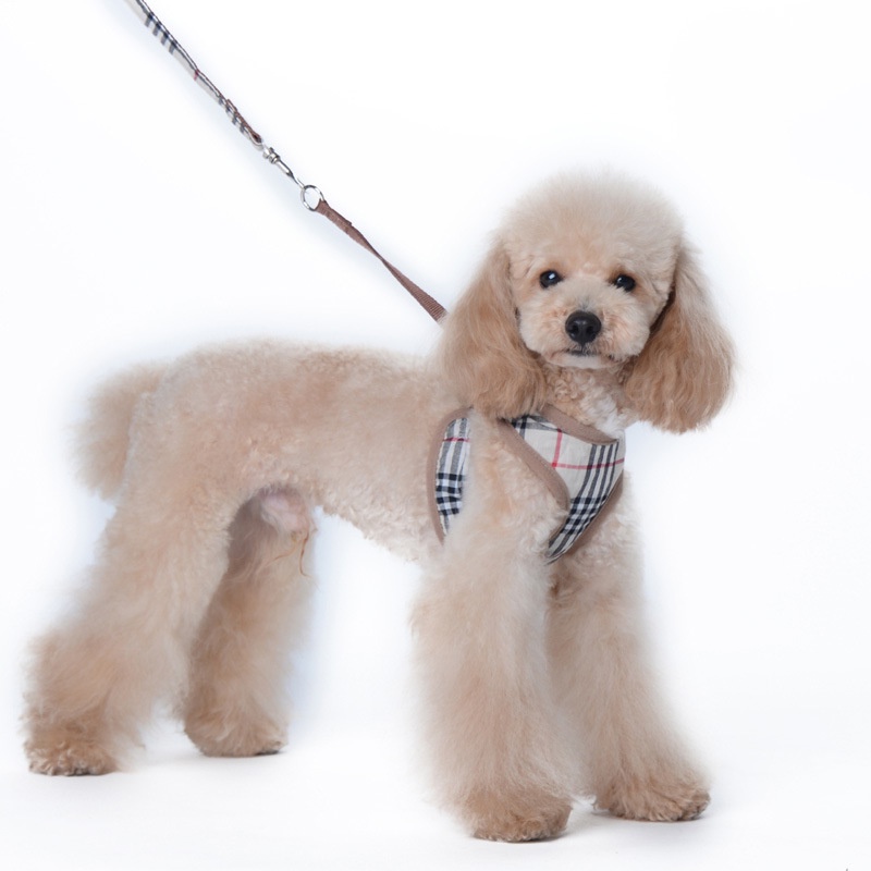 Bộ Dây Buộc Và Dây Buộc Cho Chó Dây Buộc Cho Chó York Chihuahua Dây Buộc Cho Chó Lớn Nhỏ Phụ Kiện Dây Buộc An Toàn Cho Chó Đi Dạo