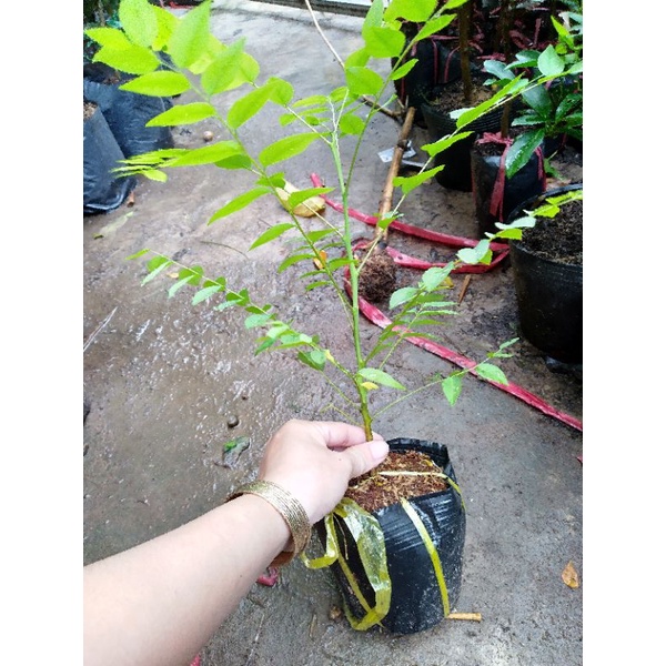 Cây chùm ruột
