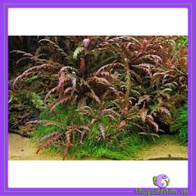 Liễu Đỏ Răng Cưa [Cây Thủy Sinh]