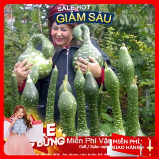 Hạt Giống Bầu Thiên Nga - 5 Hạt / Gói