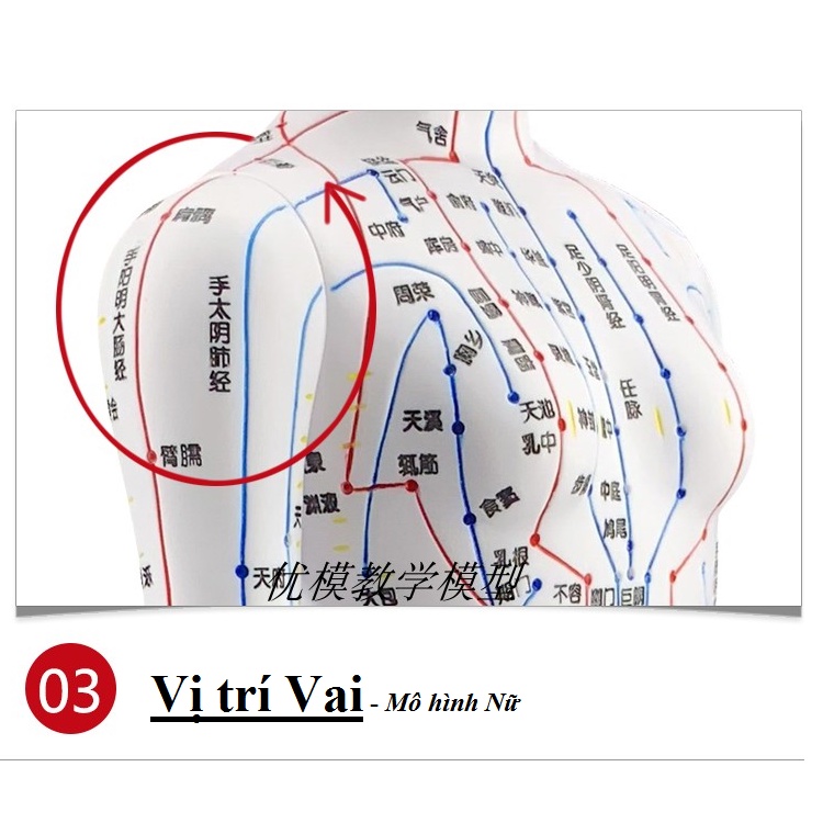 Mô Hình Châm Cứu Huyệt Vị Nam, Nữ - Mô Hình Đường Kinh Lạc