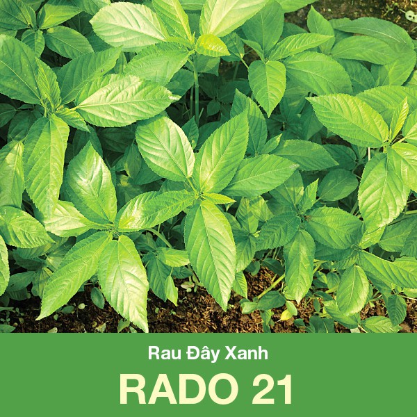Hạt giống Rau Đay Xanh RADO 21 (10gr) (Vườn Sài Gòn - Vuon Sai Gon)