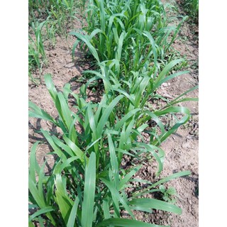 Hạt giống cỏ sả 100g