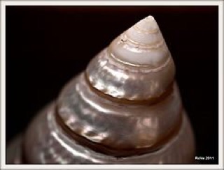 Vỏ ốc đụn xà cừ