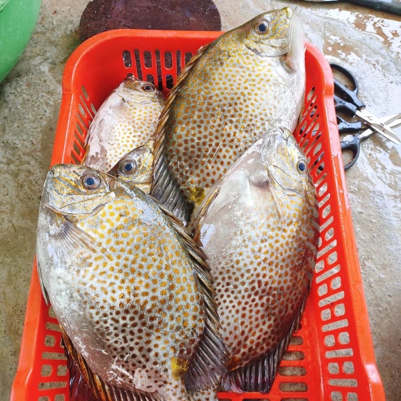 Cá Dìa làm sạch cấp đông  ~0.6kg/phần