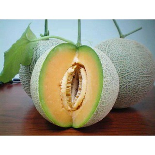 Hạt giống Dưa lưới xanh