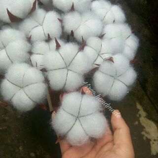 Hoa bông gòn handmade (cotton flower)