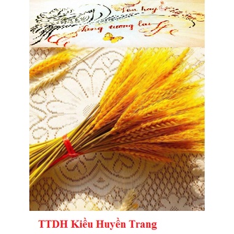 100 Bông Lúa Mạch Khô Decor Trang Trí