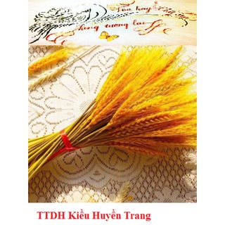 100 bông lúa mạch khô decor trang trí